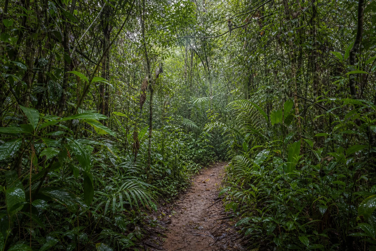 Sentier de terre dans une forêt humide dense de l’est malgache